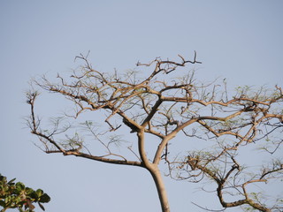 Brown Tree Branches and blue sky