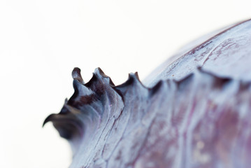 Red cabbage abstract