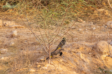 Pair of white-spectacled bulbuls in desert