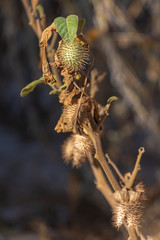 Datura's cone with thorns