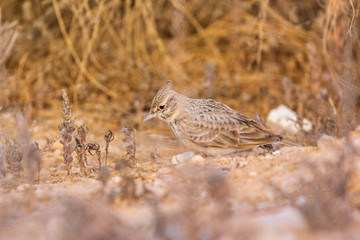 Skylark