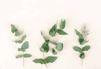 eucalyptus branches on pale beige  background. Minimal abstract background. Flat lay, top view. copy space