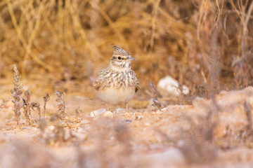 Portrait od skylark
