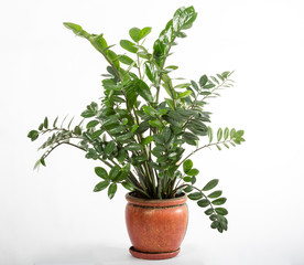 Green plant in the brown pot