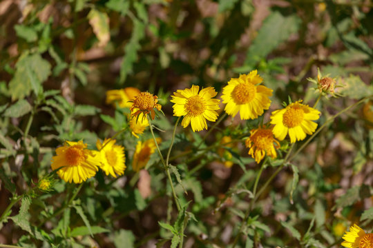 Small group of yellow chrysanthemum coronarium