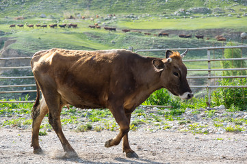 Herd of cows in Baksan gorge in the Caucasus mountains in Russia