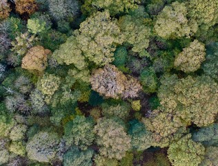 Close up of forest in autumn colours, looking down from above with drone in the Lake District ,UK