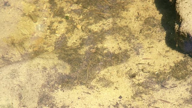 A School of small minnow fish swim in a shallow, sandy body of water