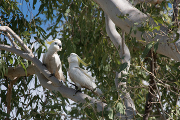 Two Sulphur-crested cockatoos (Cacatua galerita) in a tree, Australia 