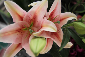 bouquet of beautyful pink lily