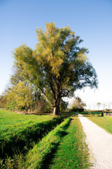 Big tree in the meadow