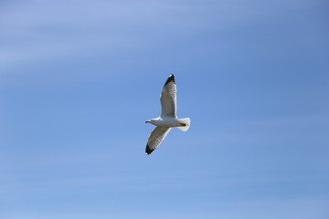 Gaviota volando