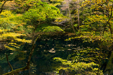 Fototapeta na wymiar Autumn landscape in the forest
