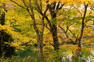 Red maple tree in the countryside