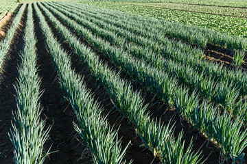 Fresh Green onion field