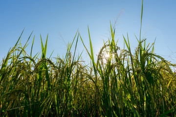 sun shining through with rice field in the morning.