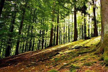 Fototapeta premium trees on the hill bright sunny background