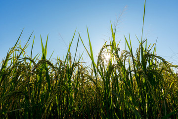 sun shining through with rice field in the morning.