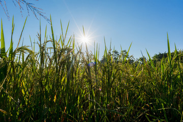 sun shining through with rice field in the morning.