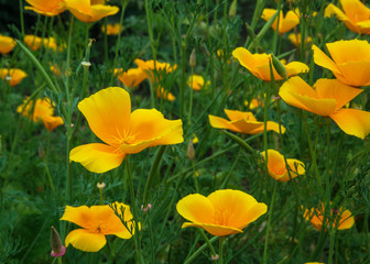 Fototapeta premium Yellow flowers in a garden