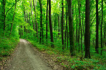 Fototapeta na wymiar Path in green forest