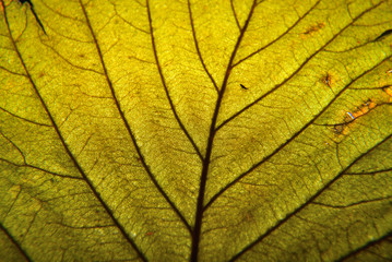 Obraz premium Autumn leaf macro. Leaf veins close up.