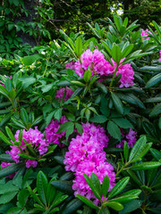 purple flowers in the garden