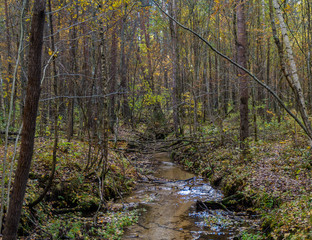 creek in the autumn forest