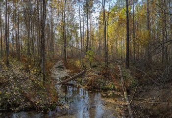 creek in the autumn forest