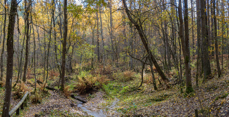 creek in the autumn forest