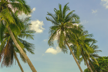 Palms on the beach and below a cloudy sky