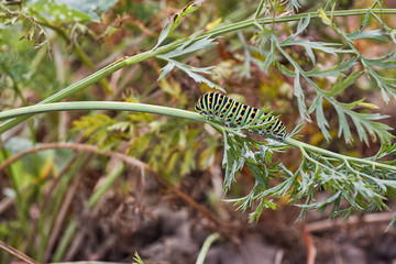 dicke Raupe eines Schwalbenschwanzes