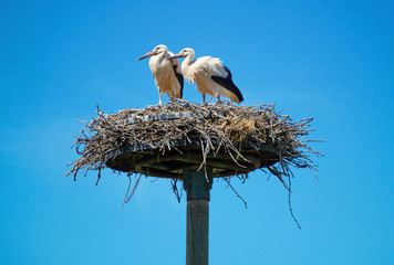 Weißstörche zwei Jungtiere im Nest Nisthilfe im Elsass 
