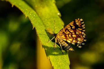 Fototapeta premium Klee Gitterspanner