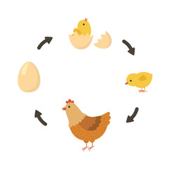 Life cycle of the chicken. Vector illustration