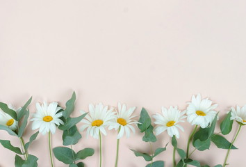 Flowers composition background. bouquet of flowers camomiles and green eucalyptus branches on pale beige background. Flowers frame. Valentine's day, women's day concept.Top view. Copy space