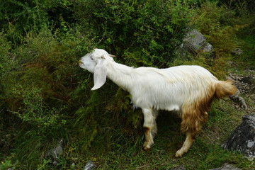 white goats 