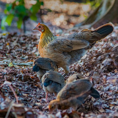 Hen and Chicks