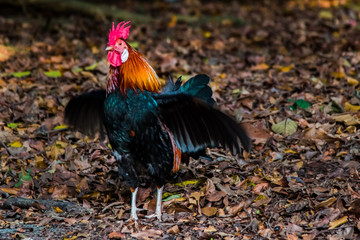 Wild Rooster