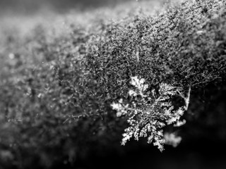 Snowflakes