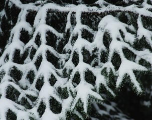 Snieżny ornament © Zofia