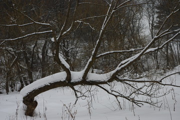 Drzewo w pokłonie © Zofia