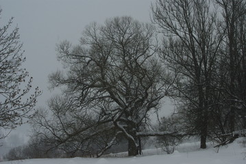 Drzewa w zimowej mgle.