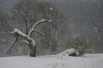 Drzewo zimą.