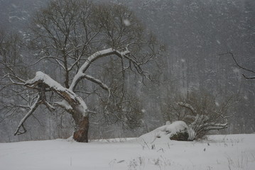 Drzewo zimą. © Zofia