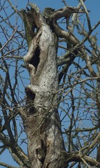 Było drzewo © Zofia