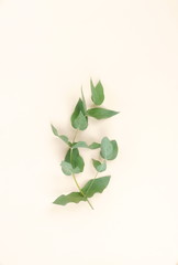 eucalyptus branches on pale beige  background. Minimal abstract background. Flat lay, top view. copy space