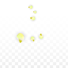 Vector Realistic Pink Petals Falling on Transparent Background.  Spring Romantic Flowers Illustration. Flying Petals. Sakura Spa Design. Blossom Confetti.