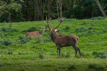 Rothirsch und Rothirschkuh in der Brunft