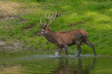 Großer Rothirsch an Wassertränke (Cervus elaphus)